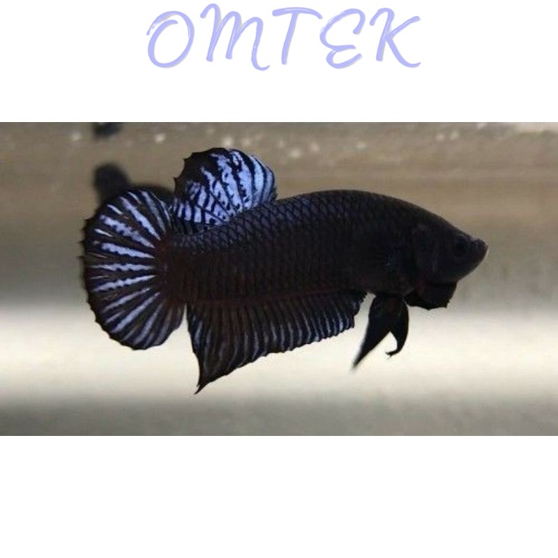 buy5free1 Super Black Bagan DIADU