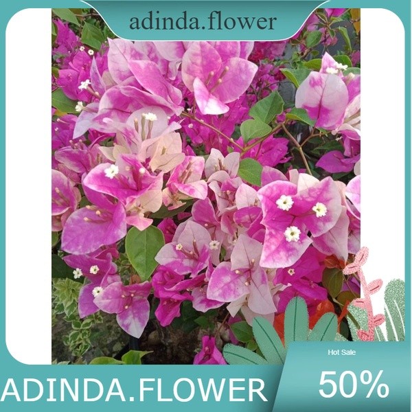 Bougenville / Bugenvil Ice Cream / Sakura