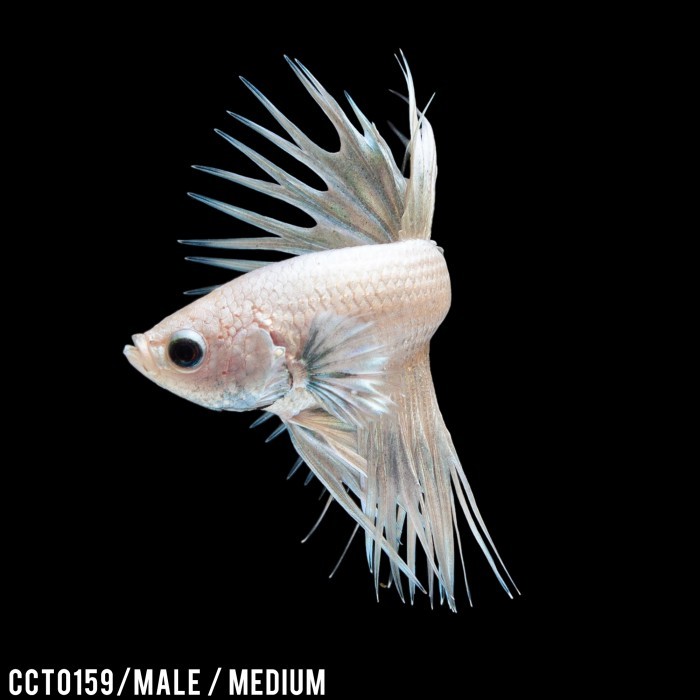 Cupang Hias Serit Putih / Betta Fish Crowntail
