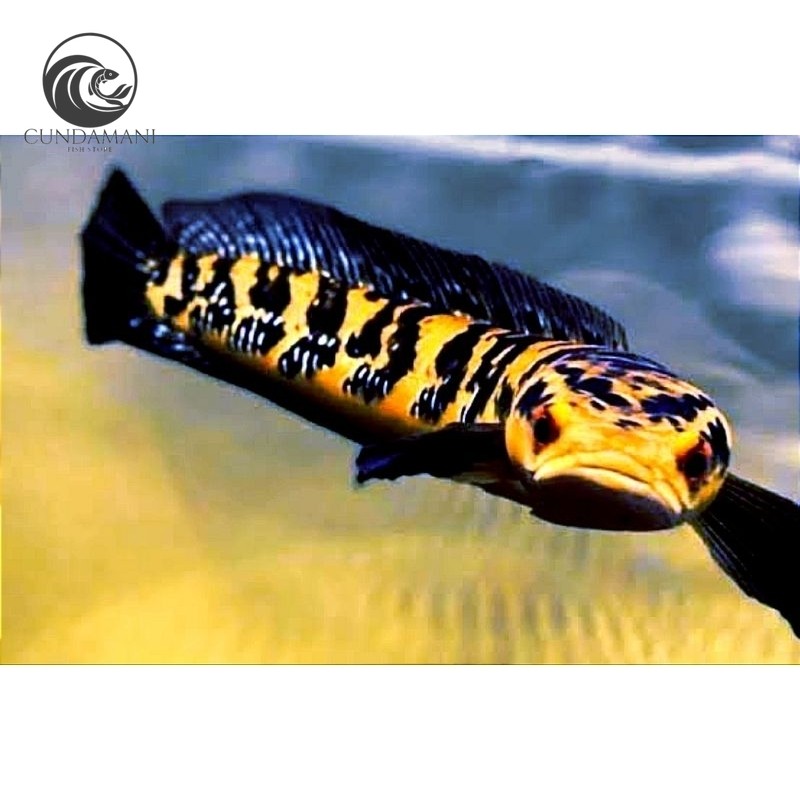 Ornamen channa maru yellow sentarum WC size 9-25cm bonus stiker perlengkapan kolam