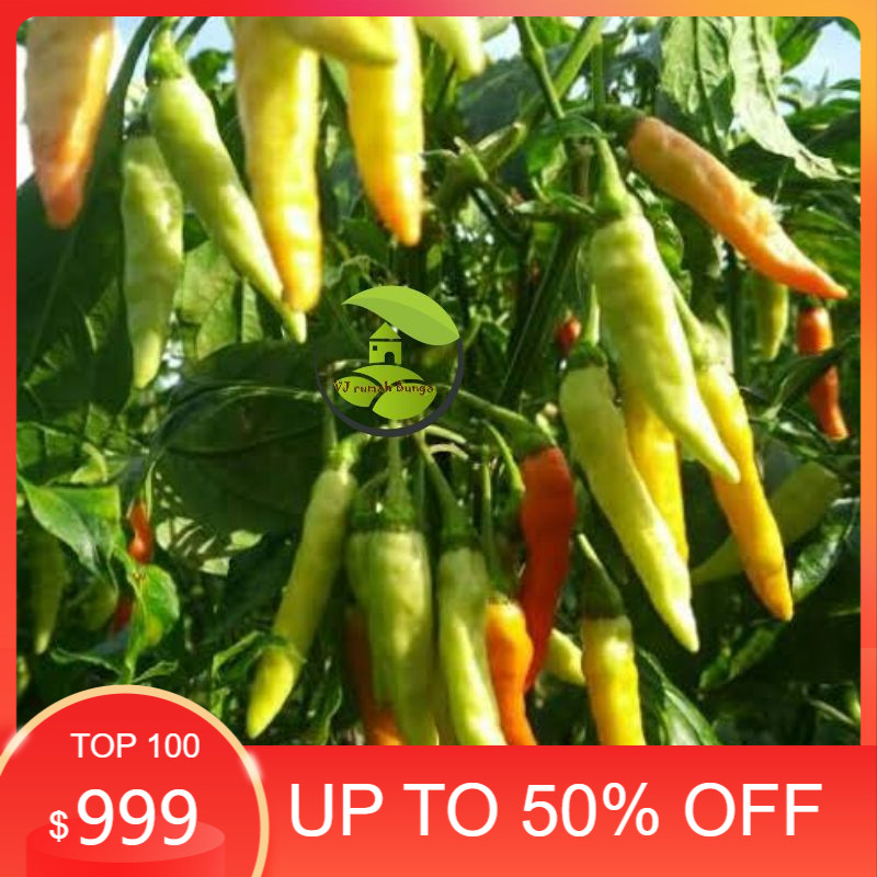 ⭐𝐆𝐮𝐝𝐚𝐧𝐠.𝐀𝐜𝐜⭐ COD bibit Benih Cabe Rawit Setan Bintang Asia Prentul Klaster F1 Sigantung Merunduk