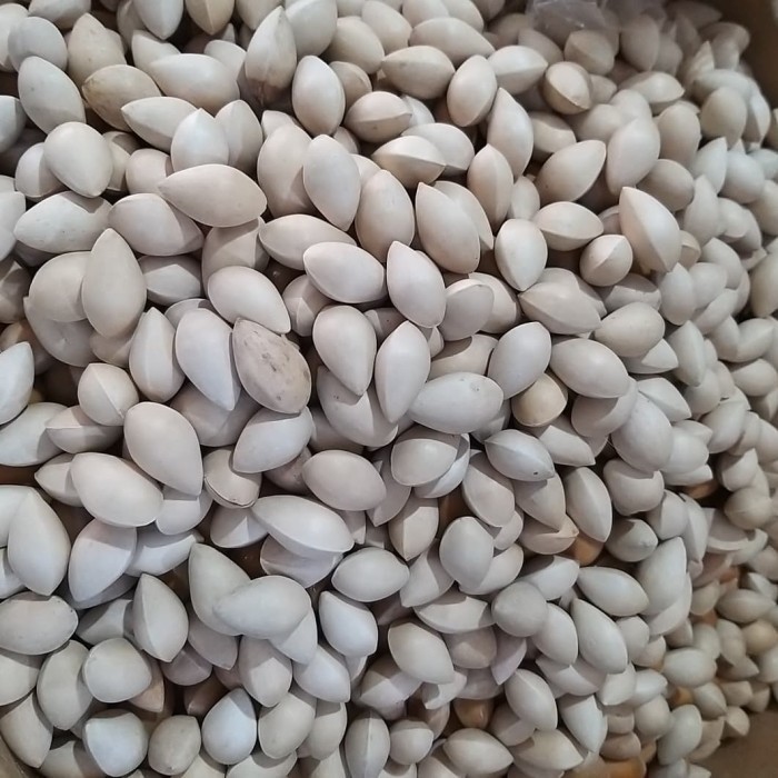 

kacang ginko kering / ginko nuts / bai guo / pek ko