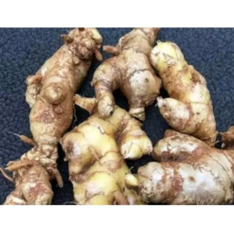 

lempuyang segar 500grm kglem puyang jahe alas organik