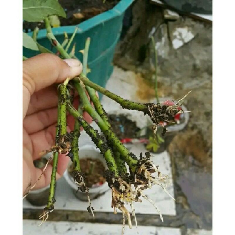 Bibit Stek Mawar Bunga Merah