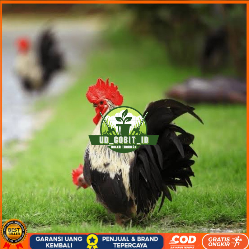 

TELUR FERTIL AYAM KATE CEPER UNTUK DITETASKAN UD_GOBIT_ID