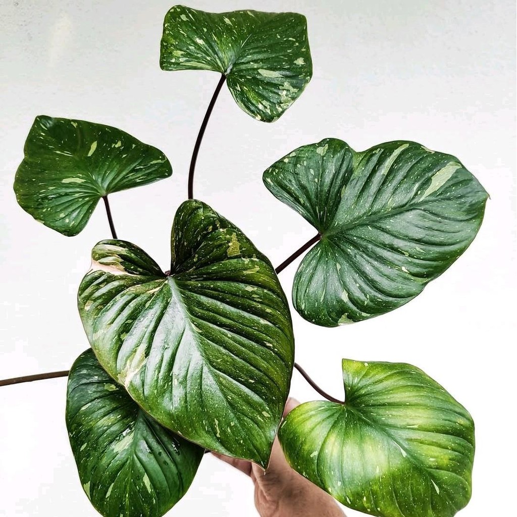 Tanaman Philodendron Koleksi Homalomena Rubescens Variegata - Homalomena Rubescens Variegata Koleksi