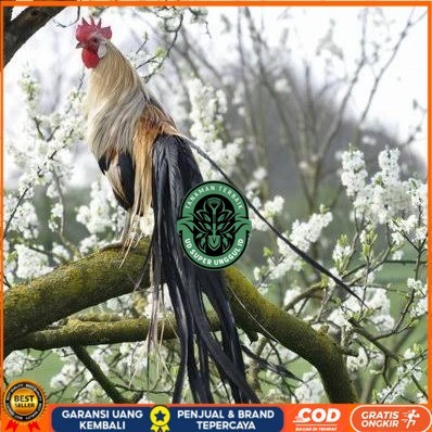 

Telur ayam phoenix onagadori / telur ayam hias fertil siap kirim UD_SUPER_UNGGUL_ID