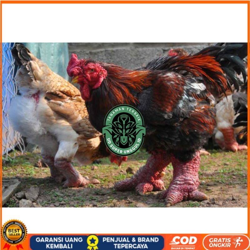 

TELUR AYAM DONG TAO / KAKI GAJAH DARI VIETNAM untuk di tetaskan UD_SUPER_UNGGUL_ID
