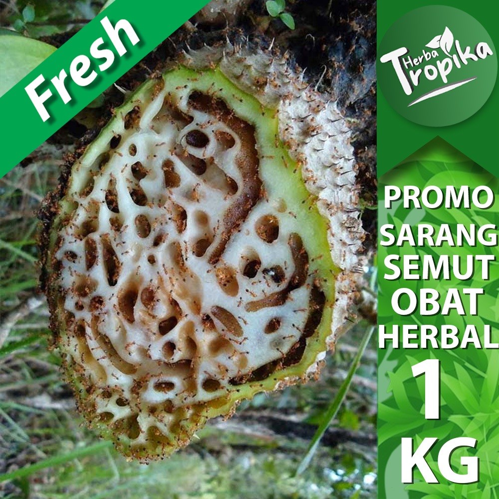 

Sarang Semut (Myrmecodia pendans) 1 kg fresh dan kering untuk obat herbal alami toko herba tropika