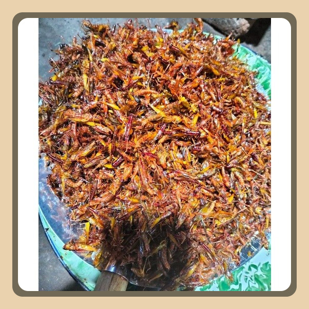 

Belalang Goreng Situbondo 500g Rasa Khas Murah