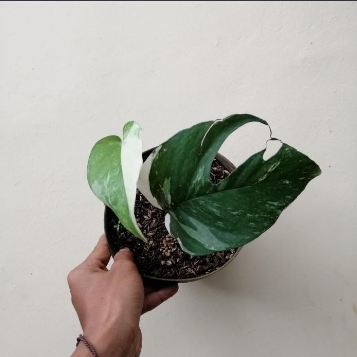 tanaman hias epipremnum pinnatum varigata - epipremnum varigata