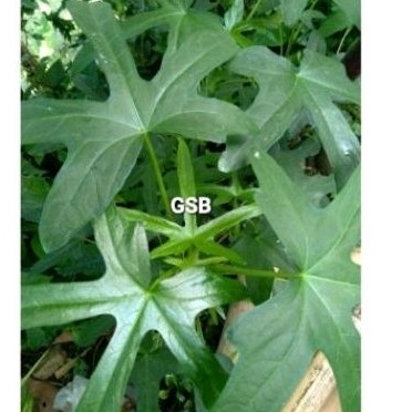 

New daun gedi herbal 500 gr