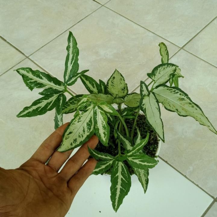 Tanaman hias syingonium capung - syingonium unik - syingonium