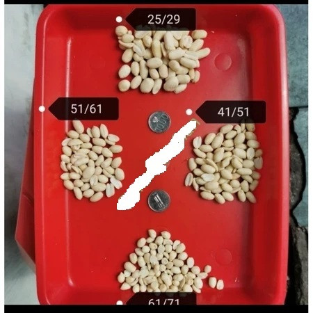 

Kacang Tanah Kupas Mentah Ukuran Kecil, Sedang, Besar dan Jumbo