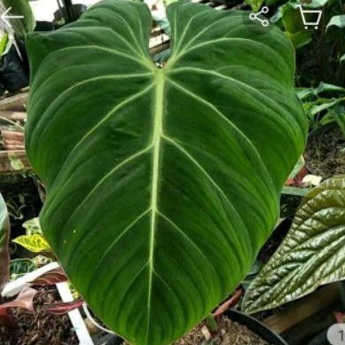 PHILODENDROON GLORIOSUM/TANAMAN HIAS PHILO GLORIOSUM