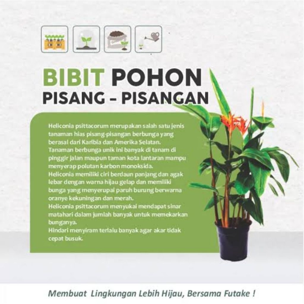 BUNGA HELICONIA - Tanaman Hias Bunga Pisang Pisangan Heliconia Oren