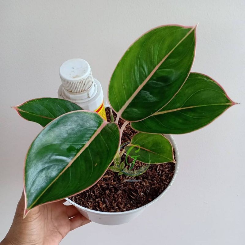 Tanaman Hias Aglonema Lipatik Flaminggo - Aglonema flaminggo - lipstik flaminggo