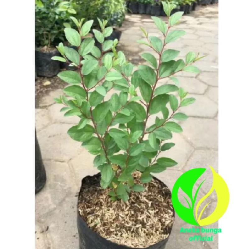 POHON BIDARA ARAB ASLI TINGGI ±40-50CM / TANAMAN BIDARA ARAB ASLI