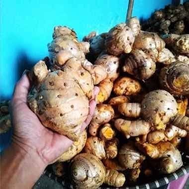 

Temulawak Temu lawak segar 1kg