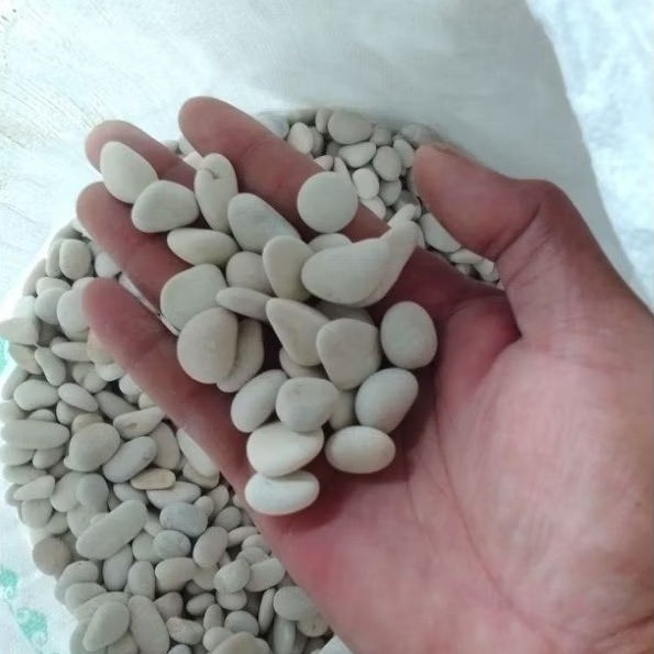 TERMURAH BATU KORAL HIAS TAMAN 1 KG - BATU HIAS PUTIH TAMAN - BATU HIAS KEMASAN