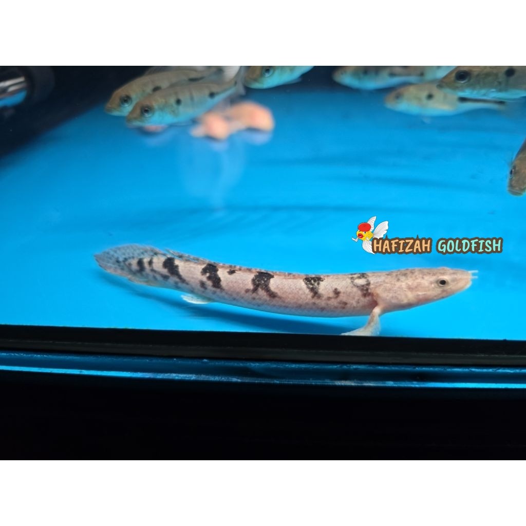 Ikan Hias Palmas Royal Delhezi 9-12 cm