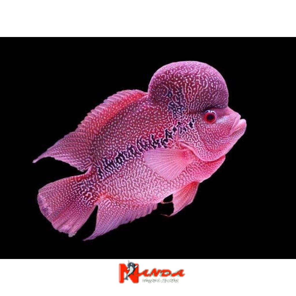 

Stiker louhan cencu ukuran 3-4cm sortiran keras lohan