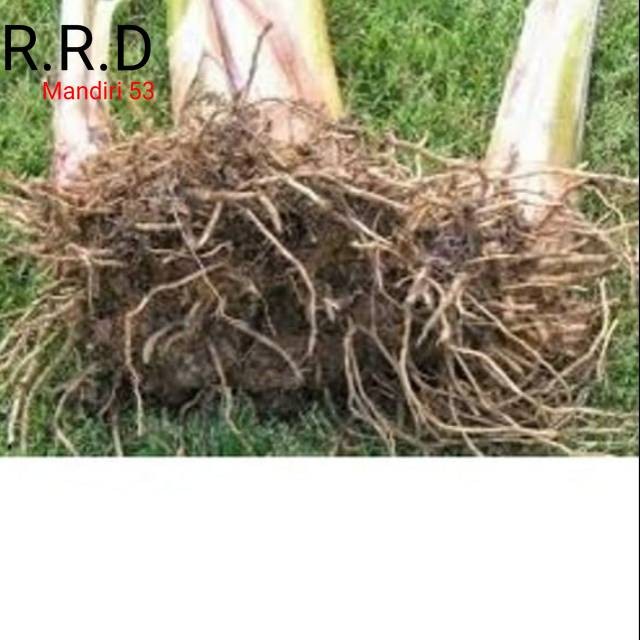 

Promo Akar pohon pisang segar 500gram organik