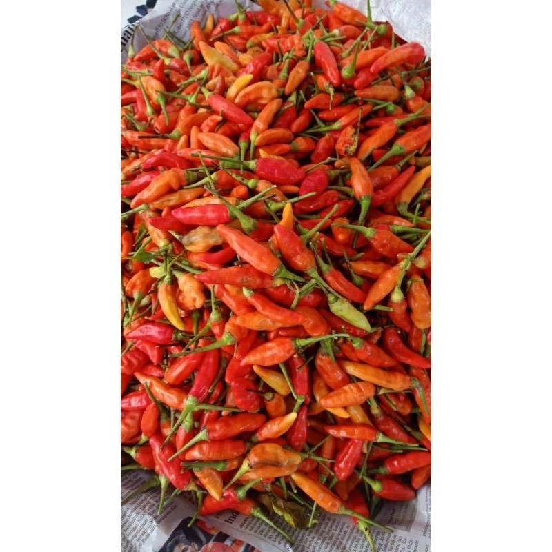 

Paket Cabe Rawit Merah 1kg - Cabe Rawit Merah 1kg murah