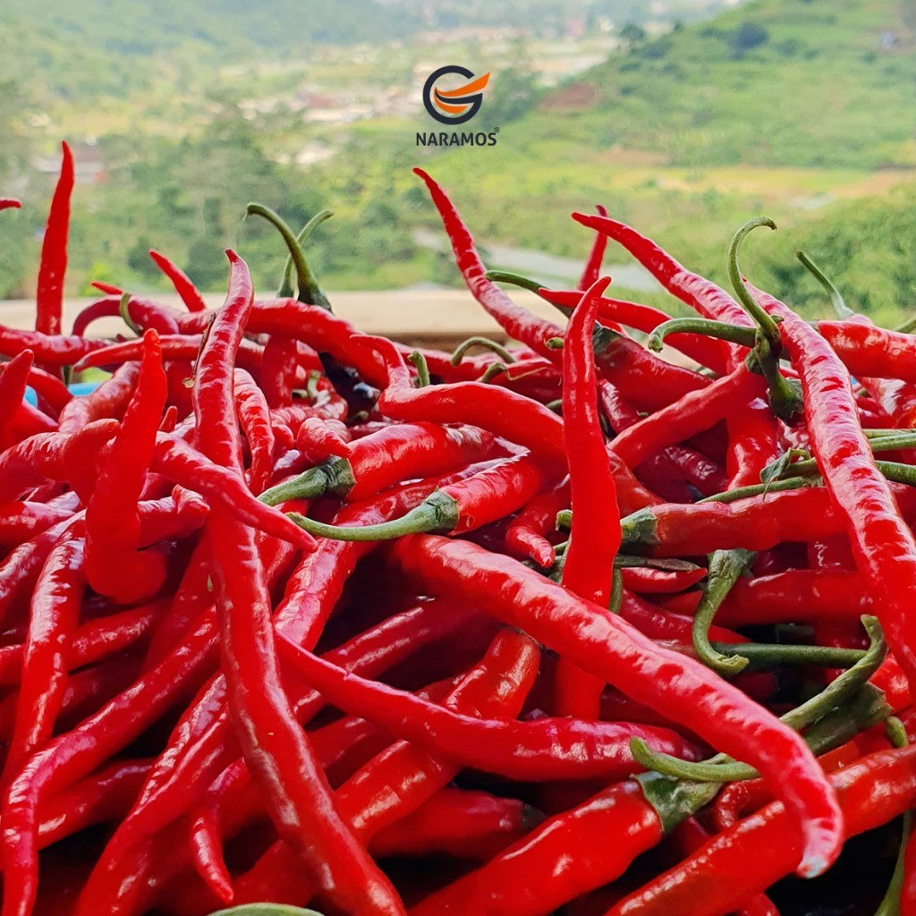

Paket Cabe Merah Keriting 1kg asli Cianjur