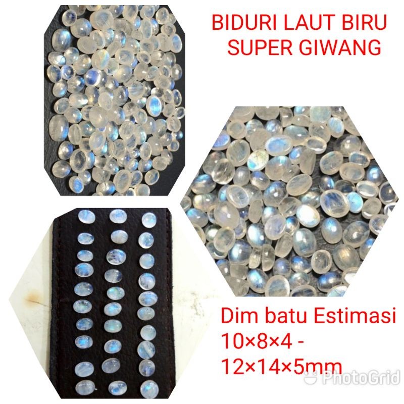 BATU BIDURI LAUT BLINGBLING