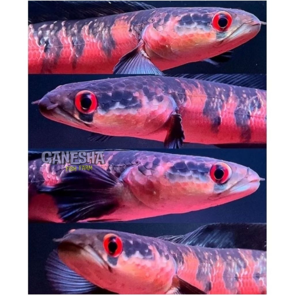 red barito 8-10m full pelet