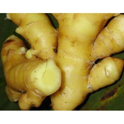 

Temu Mangga Shop with