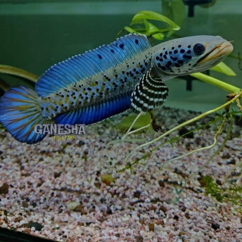 

hiasan orna yellow lips dot 7-9 cm tebal king orna berkualitas