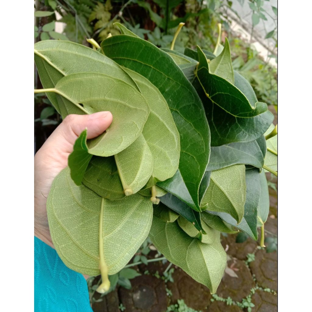 

daun cingcau Hijau fresh 500g dan 1kg (DADAKAN SETIAP ORDERAN)