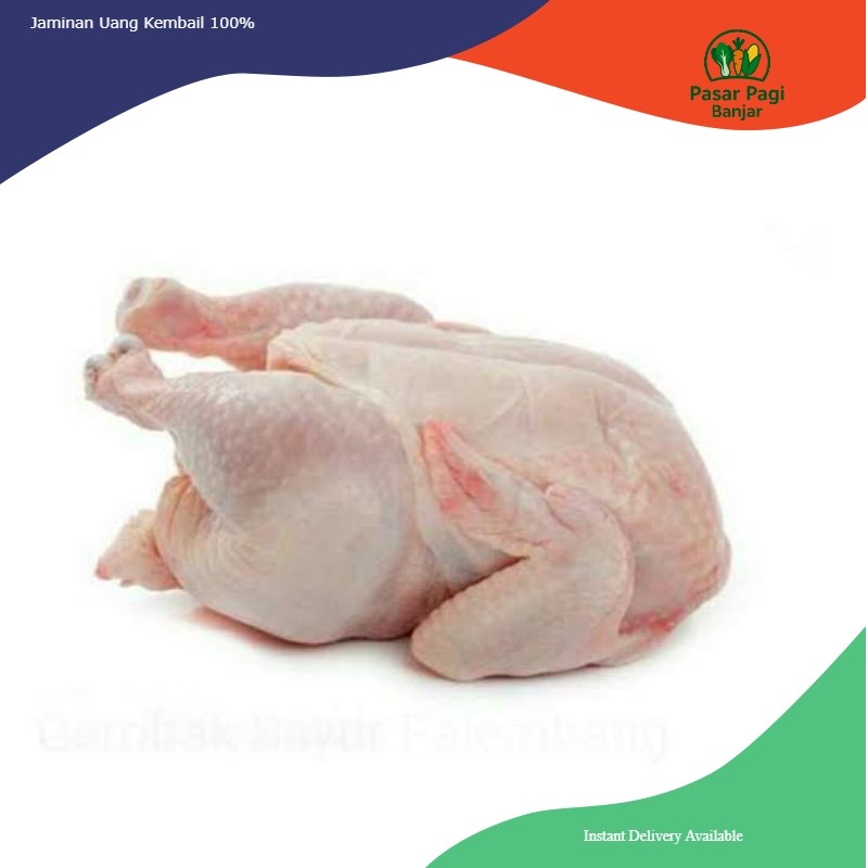 

Ayam Besar / Ayam Potong Ukuran Besar