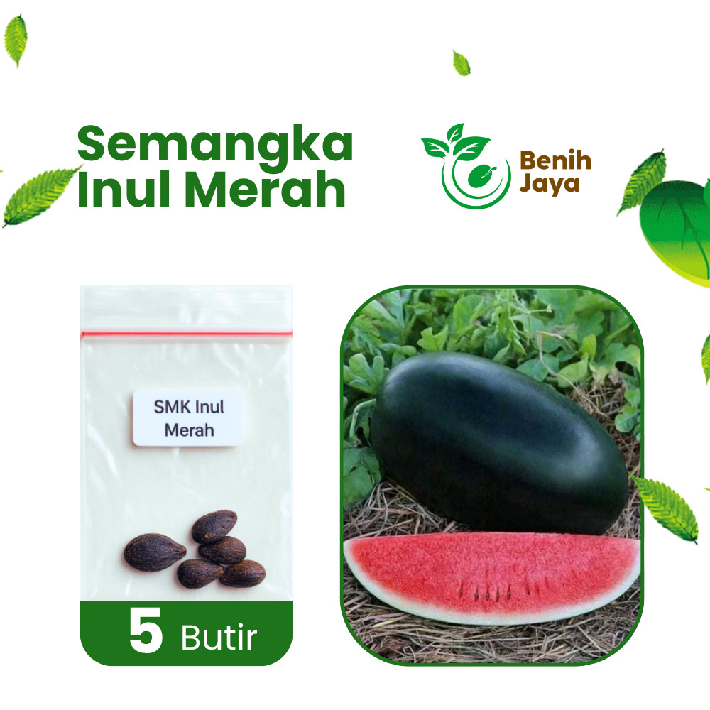 Benih Bibit Unggul Buah Semangka Inul Merah Semangka Manis Segar Bibit Buah Berkualitas