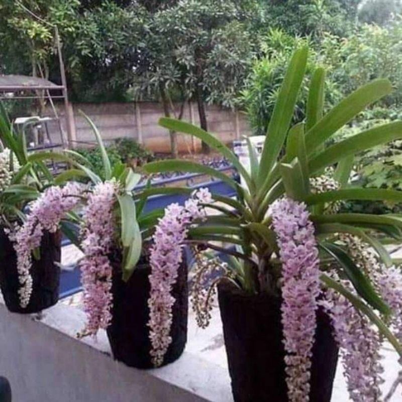 paket 5 anggrek ekor tupai dewasa