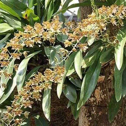 seedling grammatophyllum scriptum anggrek macan spesies papua sulawesi maluku