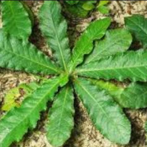 

daun tapak liman / tapak lima - obat pencegah kanker