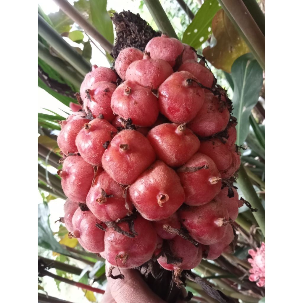 

Buah honje berkualitas/buah kecombrang segar 1kg