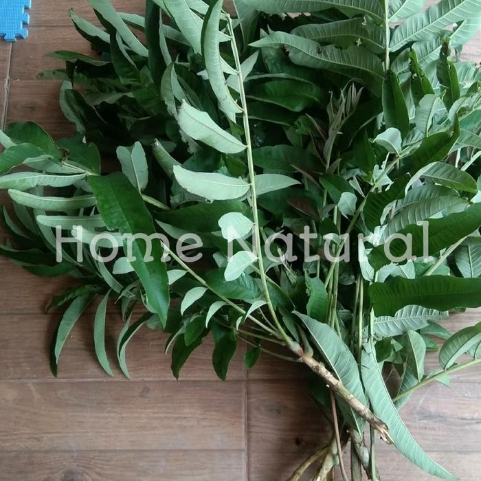 

Obat herbal daun sungkai segar 250gram