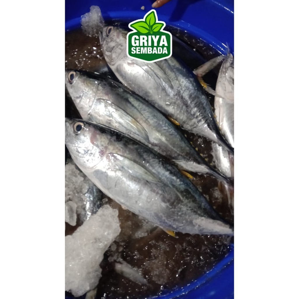 

Ikan Tongkol Segar 1KG Griya Sembada