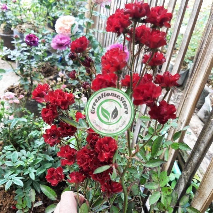 Mawar Babyrose sudah Berbunga - Tanaman Bunga Baby Rose murah Bibit Tumbuhan - Merah