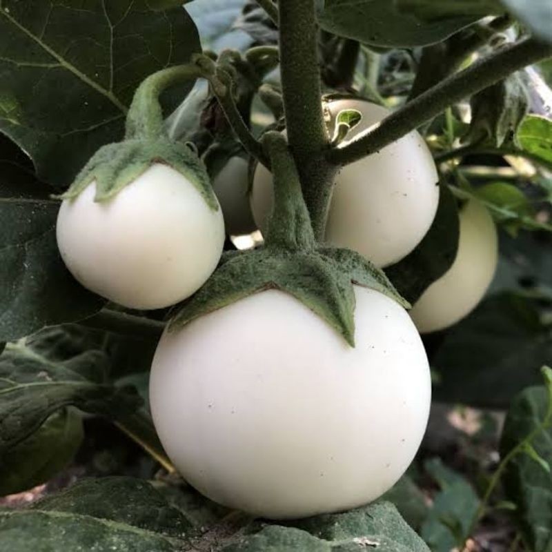 READY BIBIT TERONG PUTIH BULAT  100 BENIH