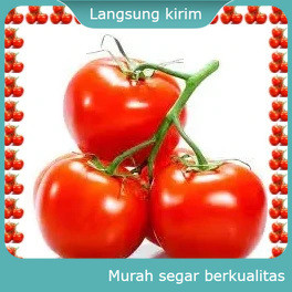 Tomat Ukuran Besar Tomat Buah Sayur Mayur Buah Buahan Bersih Fresh