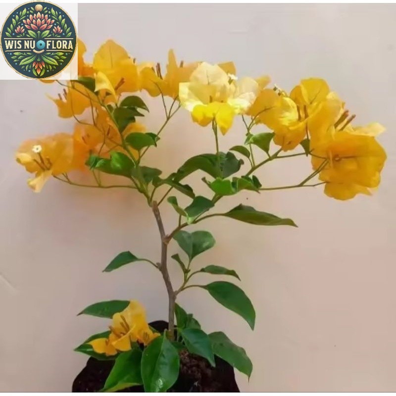 Tanaman hias bougenville monalisa kuning - bougenville bunga kuning