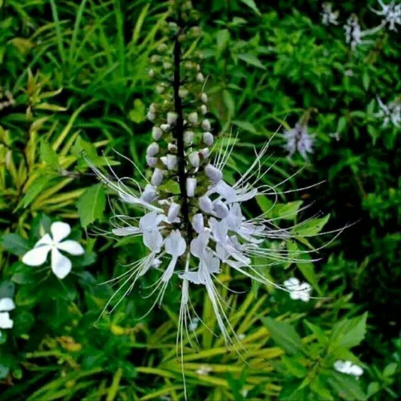 

Promo Daun Kumis Kucing Segar 250 gram fresh COD R. N