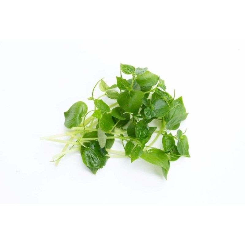 

Daun Sirih Cina Segar Termurah 250 Gram