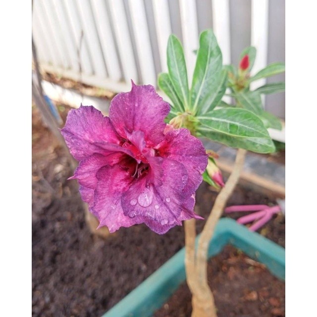 Adenium bunga tumpuk kembang ungu  / adenium obesum purple rose / bibit bonsai adenium / paket 5 ade