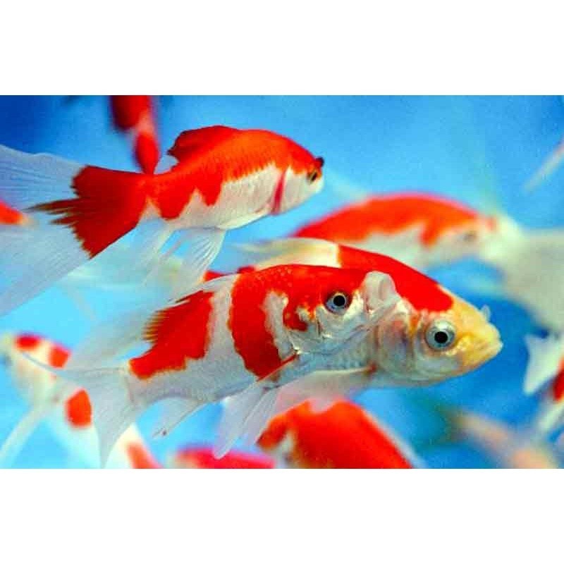 Ikan Hias Komet Bokim Merah Putih Ikan Air Tawar Aquarium Kolam